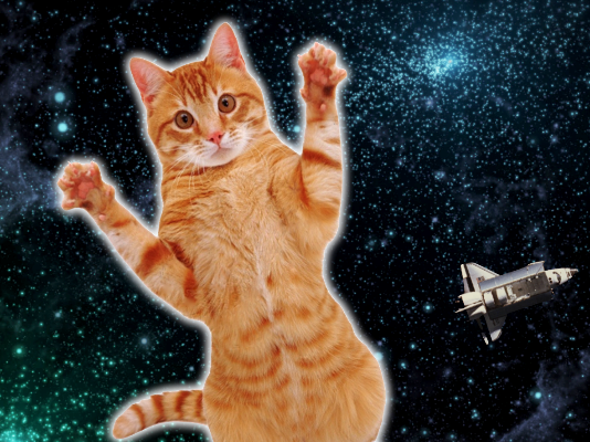 Cat in deep space